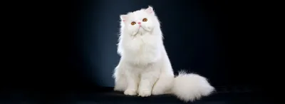 Персидская кошка | Пикабу