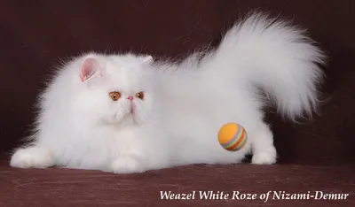 Персидская кошка: фото, характер, описание породы | РБК Life
