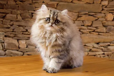 Белый с желтыми глазами персидский котенок - девочка шоу-класс, возраст 2  года -Персидские котята