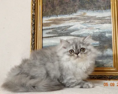 Пазл «Персидские котята» (P1016) Животные купить в Нижнем Новгороде