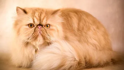 Персидская порода кошек, ее описание, внешний вид. Плюсы и минусы персов,  особенности ухода.