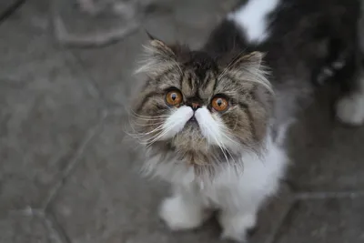 Персидский кот-одна из самых популярных пород в мире.😻 | Котик в доме |  Дзен