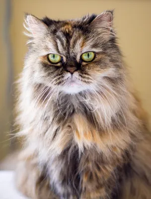 Персидские коты: характер и все о породе персидских кошек | Блог  зоомагазина Zootovary.com