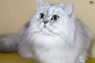 ✓ Персидская кошка: курносый нос в сочетании с круглыми выразительными  глазами - YouTube