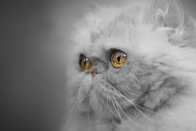 Фотогалерея \"Персы и экзоты\" - \"Белый персидский кот\" - Фото породистых и  беспородных кошек и котов.