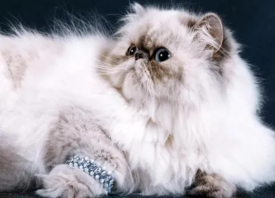Картина с котёнком \"Персик\" Персидский котёнок. Кошки в интернет-магазине  Ярмарка Мастеров по цене 2500 ₽ – OALTABY | Картины, Самара - доставка по  России
