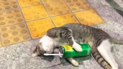 Фото пьяного кота 
