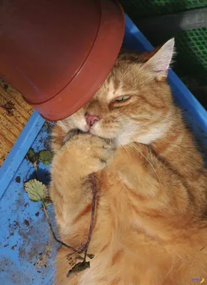 Пьяный кот в шубе: падение и потеря» — создано в Шедевруме