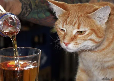 Пьяный кот с бутылкой» — создано в Шедевруме
