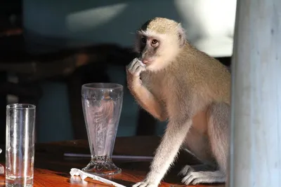 Пьяная обезьяна пилот самолета с …» — создано в Шедевруме