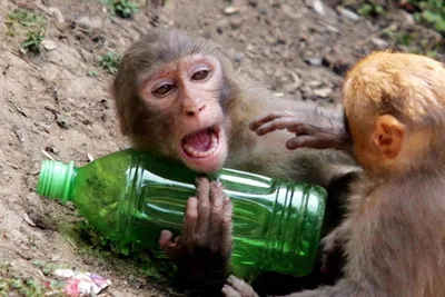 Как гипотеза пьяной обезьяны объясняет нашу любовь к спиртному — The  Idealist