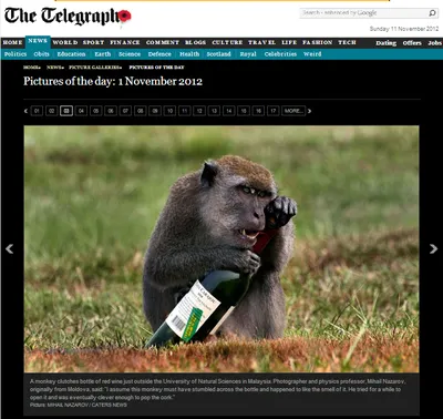 Гипотеза «пьяной обезьяны»: почему мы пьем и как алкоголь связан с  эволюцией | Клиника доктора Шурова | Дзен
