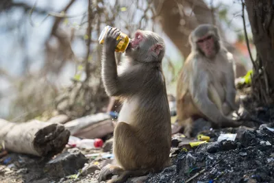 В Непале пьяная обезьяна нападает на людей — ТСН, новости 1+1 — Мир