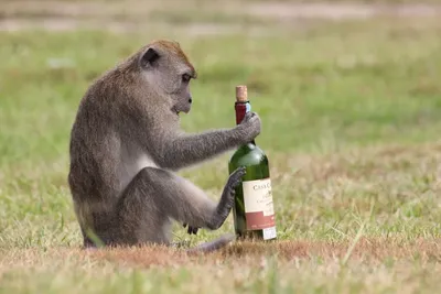 Веселые моменты: Фотографии пьяных обезьян для скачивания | Пьяной обезьяны  Фото №1440181 скачать