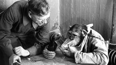 Маленькая россиянка осталась без пальцев после похода в зоопарк. Хотела  покормить обезьяну — Секрет фирмы