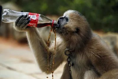 Пьяная обезьяна - красивые фото