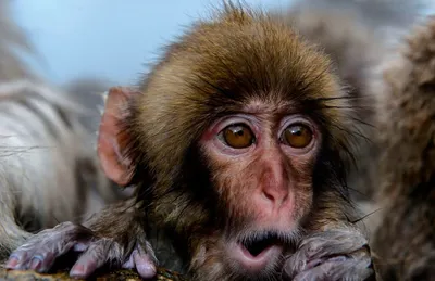 Еноты-дебоширы и обезьяны-собутыльники пиратов: пьянство в мире животных
