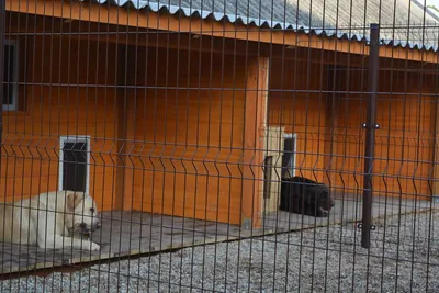 Галилея: в питомнике обнаружены 100 собак, зараженных опасной для человека  инфекцией