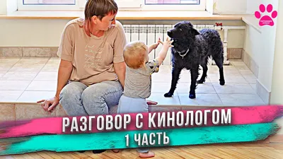 Астраханские чиновники показали план питомника для бездомных животных |  АРБУЗ