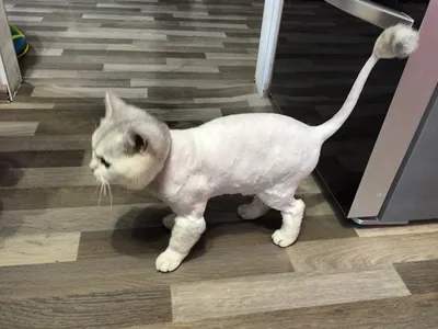 Подстриженный кот - 73 фото
