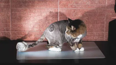 Подстриженная британская кошка - 74 фото
