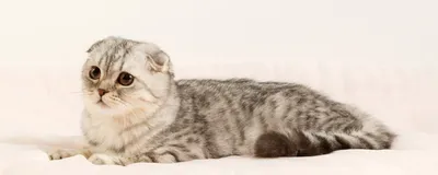 Стрижка кошек в Оренбурге - Стрижка животных - Услуги для животных: 19  грумер со средним рейтингом 5.0 с отзывами и ценами на Яндекс Услугах