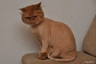 Найден подстриженный кот, проспект Советской Армии, 23 | Pet911.ru