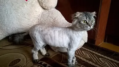 Странный кот из поселка Заволжский обрёл семью - ТИА