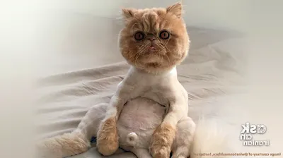 Подстриженный кот британец - 73 фото