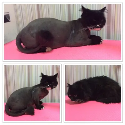 подстриженная черная кошка на диване Стоковое Изображение - изображение  насчитывающей цвет, грумер: 223311531