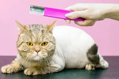 О стрижке котов и почему я против этой процедуры. | Mother of Cats | Дзен