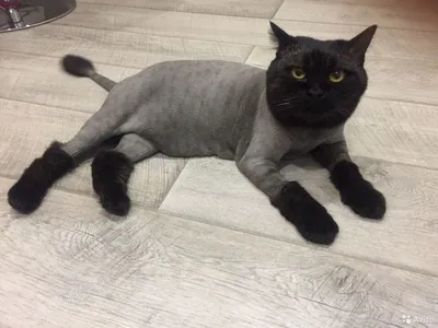 Фото подстриженных котов фотографии