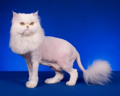 Подстриженная кошка - 73 фото