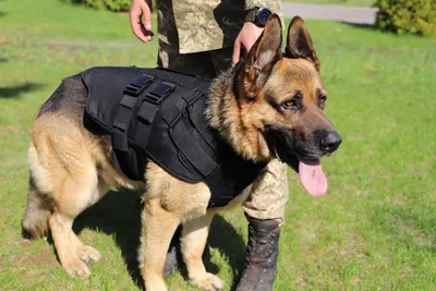 В Берлине отправили в отставку десятки полицейских собак из-за закона —  06.01.2022 — В мире на РЕН ТВ