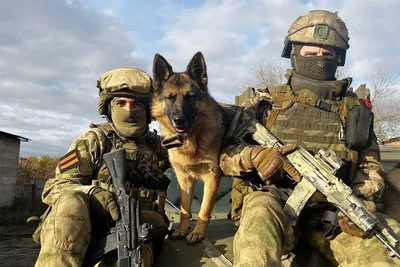 Полицейские собаки в России Иллюстрация штока - иллюстрации насчитывающей  тренировка, слово: 108222912