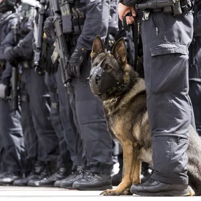 Служебные собаки: Полицейские-кинологи из США передали пограничникам  бронежилеты « Фото | Мобильная версия | Цензор.НЕТ