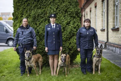 Сколько собак в российской полиции - k-9.ru