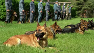 Немецких полицейских собак отстранили от службы: Общество: Мир: Lenta.ru