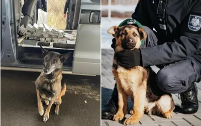 Воспитатель полицейских собак