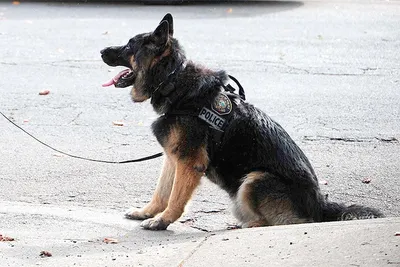Финальный экзамен для немецких полицейских собак на сохранение спокойствия  перед кошкой (1987) | Пикабу