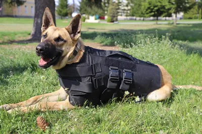 Почему в Берлине отстранили полицейских собак от службы?