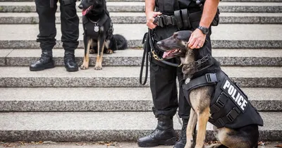 Дело жизни: как воспитывают полицейских собак | Stolitsa.ee - новостной  портал города Таллинн