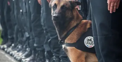 Современные изображения полицейских собак, звезды моды и  декоративно-прикладное искусство плакатов с собаками. – лучшие товары в  онлайн-магазине Джум Гик