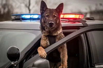 В Смоленске раздают полицейских собак - SmolNarod.ru