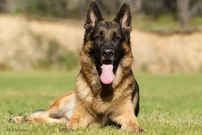 Четвероногие помощники полицейских: как живут и тренируются собаки на  службе МВД