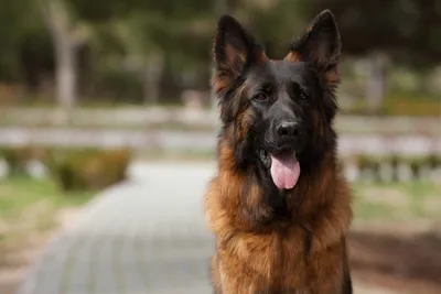 Чабан полиции собак-немецкий Стоковое Фото - изображение насчитывающей  собака, собаки: 63348542