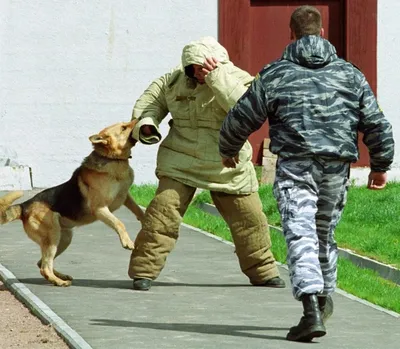 Участникам акции \"Студенческий десант\" показали дрессировку полицейских  собак | Комиинформ