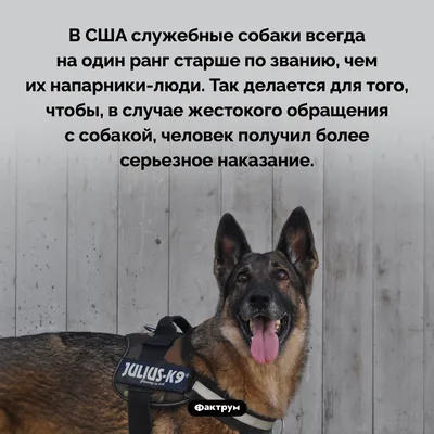 Конструктор LEGO City 60369 Полевая тренировка полицейских собак купить в  Москве | Доставка по России.