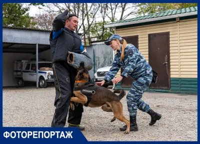 Лучшие полицейские породы собак | МанкиБлог | Дзен