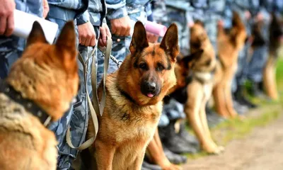 Гроза убийц: полицейских собак в Санкт-Петербурге натренируют на поиск  расчленёнки